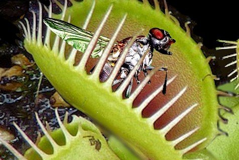 Растения, которые едят насекомых