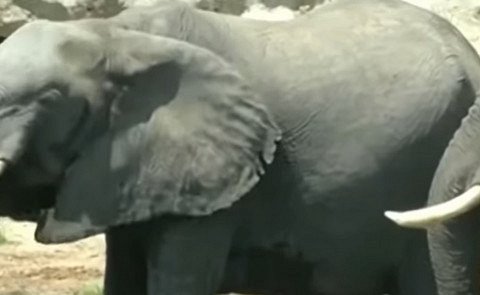 Загадочная гибель сотен слонов в Ботсване наконец-то стала предметом внимания
