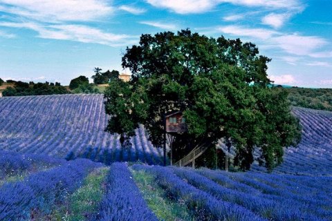 Самый красивый в мире дом на дереве - Suite Bleue
