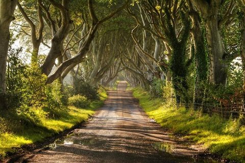 Темный тупик. Удивительная дорога в Ирландии