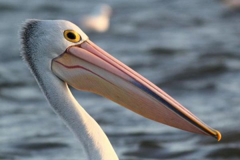 Пеликан и интересные факты о птицах