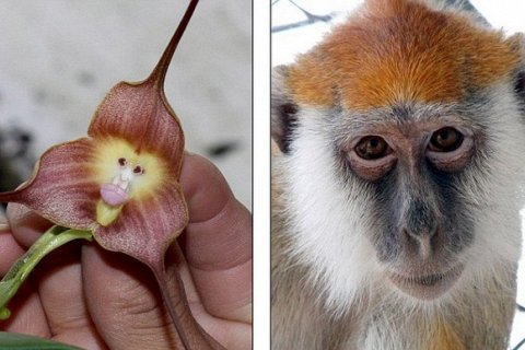 Удивительные орхидеи с мордочками обезьян
