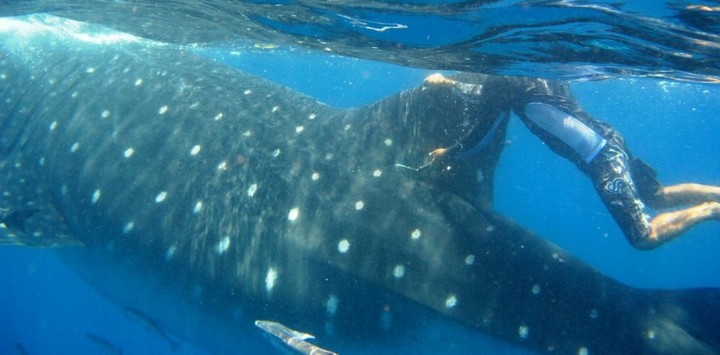 Проверка геометки на акуле