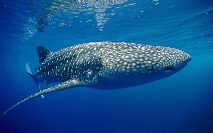 Китовая акула