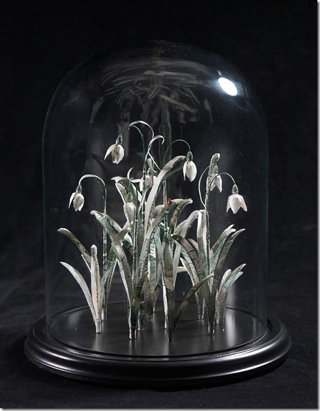 snowdrop snowdrop