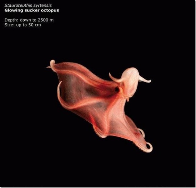 Glowing sucker octopus Glowing sucker octopus