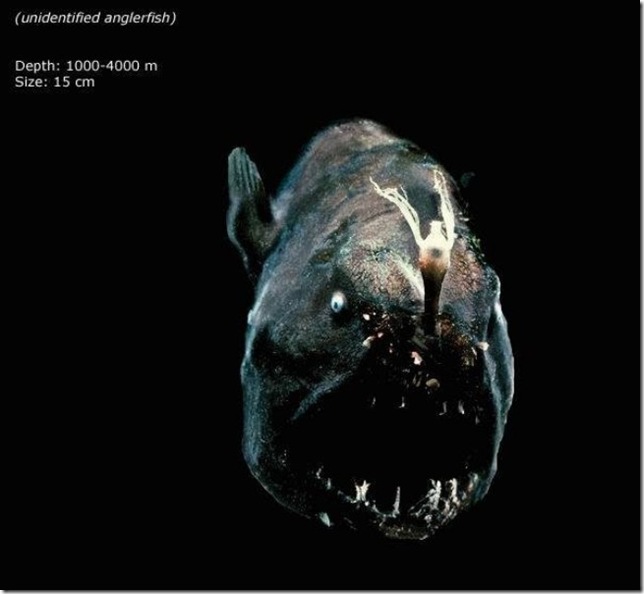 anglerfish anglerfish
