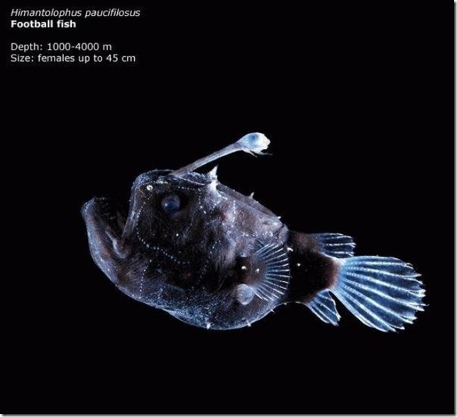 football fish football fish