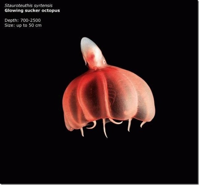 octopus octopus