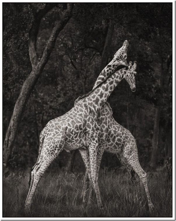africa_02