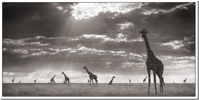 africa_15