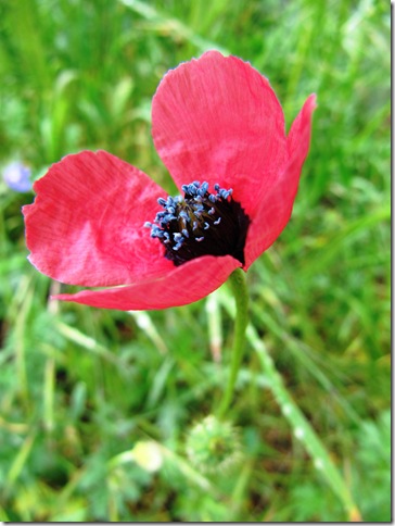 IMG_0527 IMG_0527