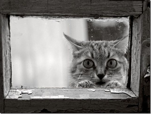 кошки кошки