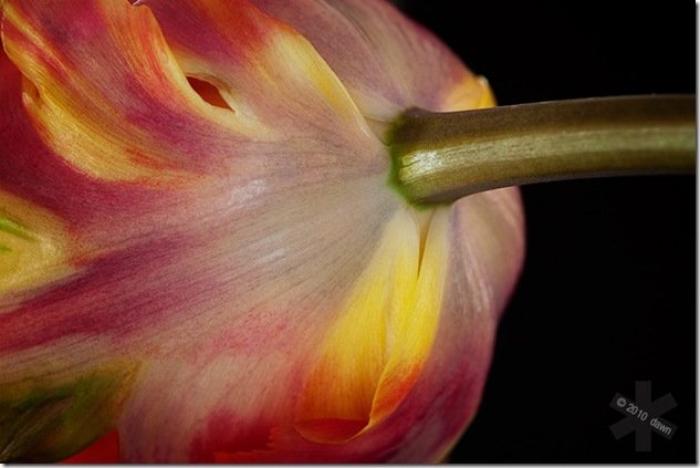 Yellow and Red Fringed Parrot Tulip on Black