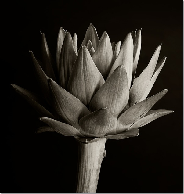 Close-up of Artichoke Heart in Black and White