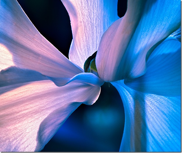 Cyclamen in Blue