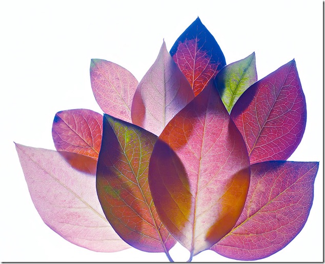 Cotoneaster aster leaves abstracted