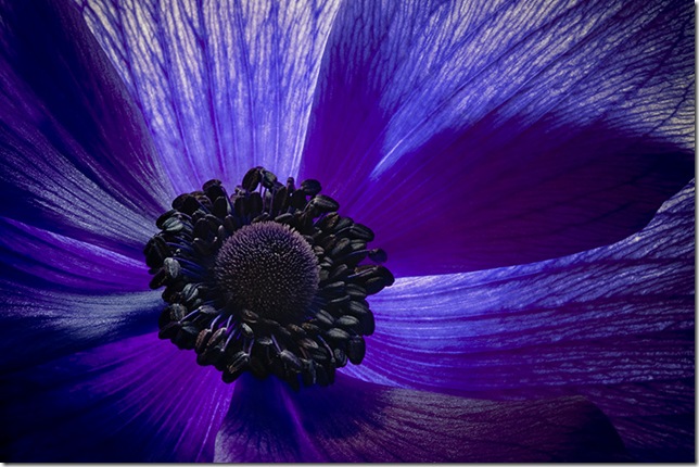 Windflower