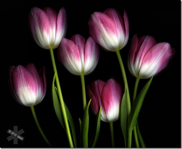 Tulipa