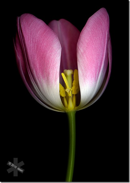 Tulipa II