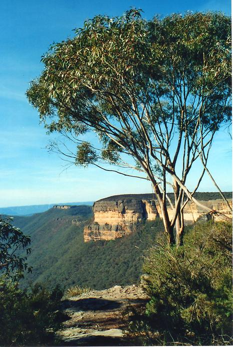 Дерево Дерево