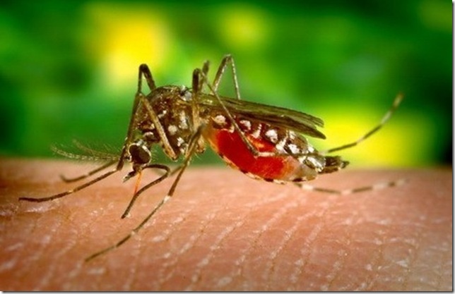 44340309_mosquito