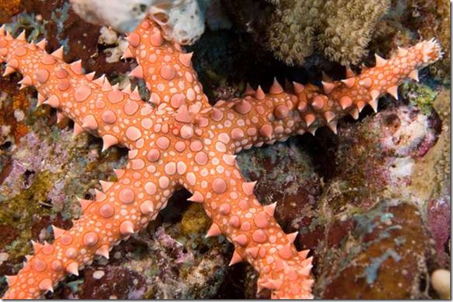 Egyptian-sea-star-1 Egyptian-sea-star-1