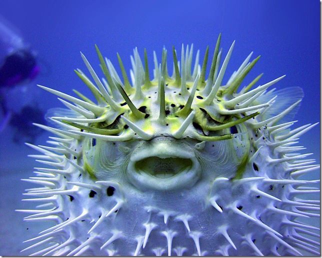 The_Puffer_Fish The_Puffer_Fish