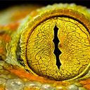 Хладнокровные глаза рептилий