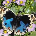 Красивые бабочки нашей планеты