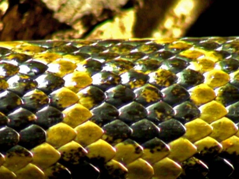 Покров Покров