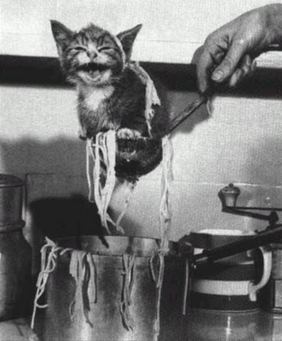 Котёнок, заглянувший в кастрюлю с лапшой