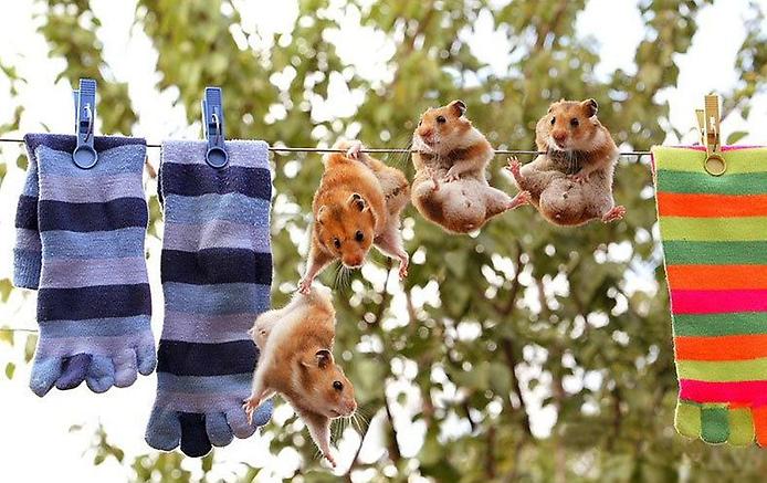 Носки Носки