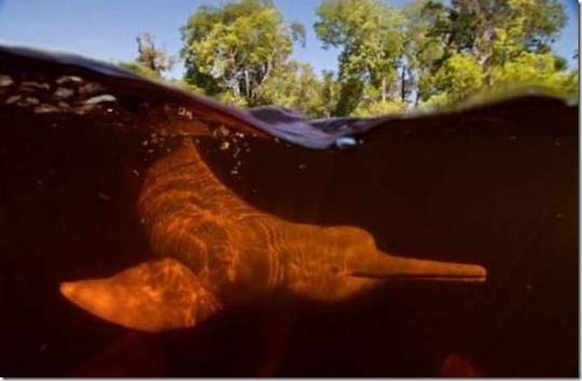 Розовый дельфин в зелёных водах амазонской реки