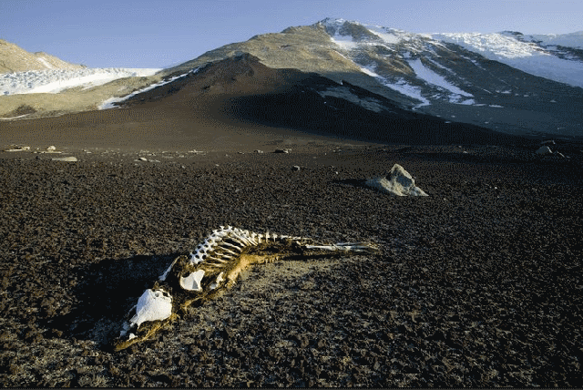 антарктика антарктика