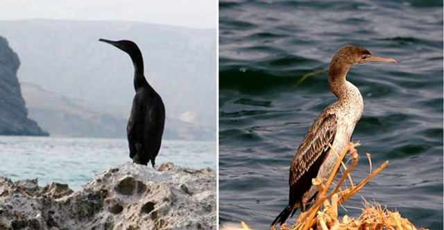 Баклан Сокотры на скале