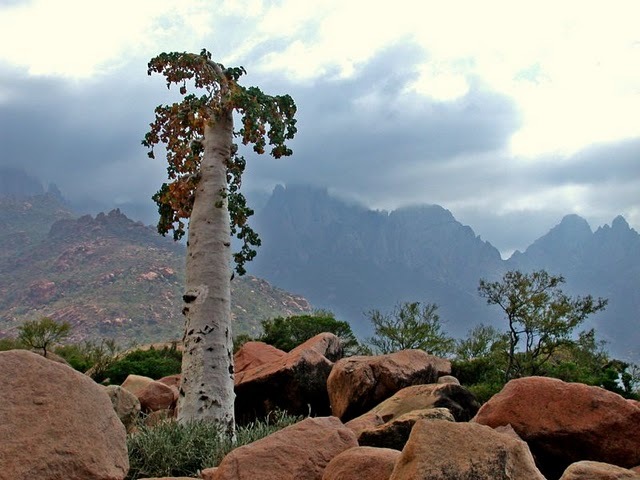 Огуречное дерево с толстым стволом