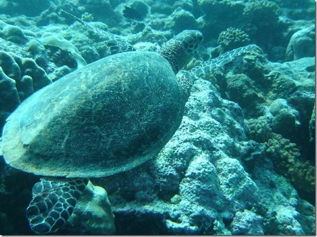морская черепаха в водах Палау