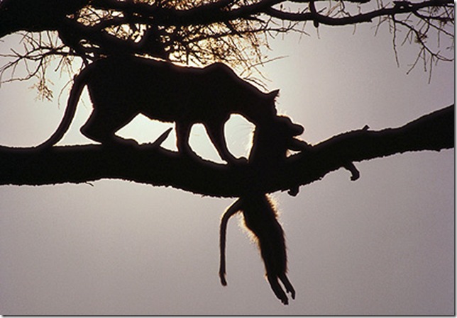 6 6