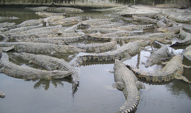 Крокодилы в источнике Дьявольская гора