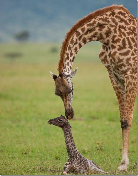 baby-giraffe-1 baby-giraffe-1