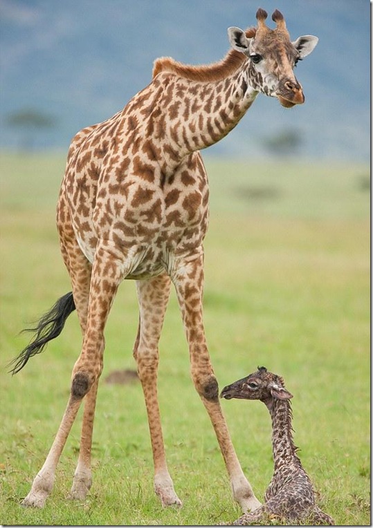 baby-giraffe-2 baby-giraffe-2