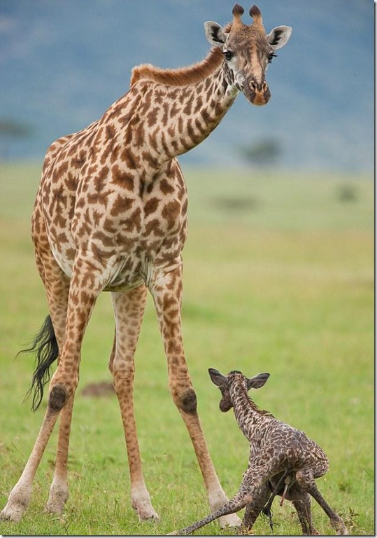 baby-giraffe-3 baby-giraffe-3