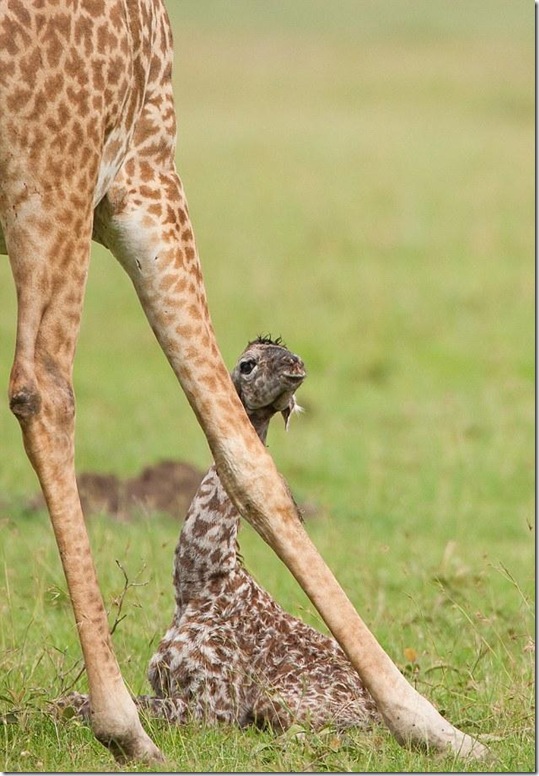 baby-giraffe-5 baby-giraffe-5