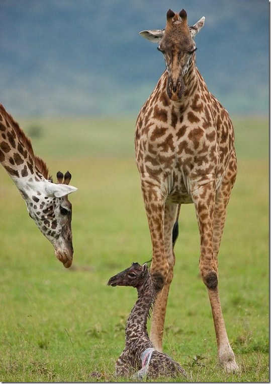 baby-giraffe-6 baby-giraffe-6