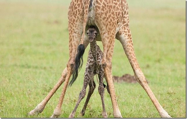 baby-giraffe-7 baby-giraffe-7