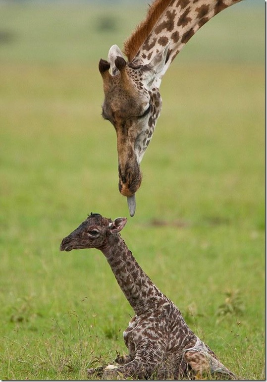 baby-giraffe- baby-giraffe-