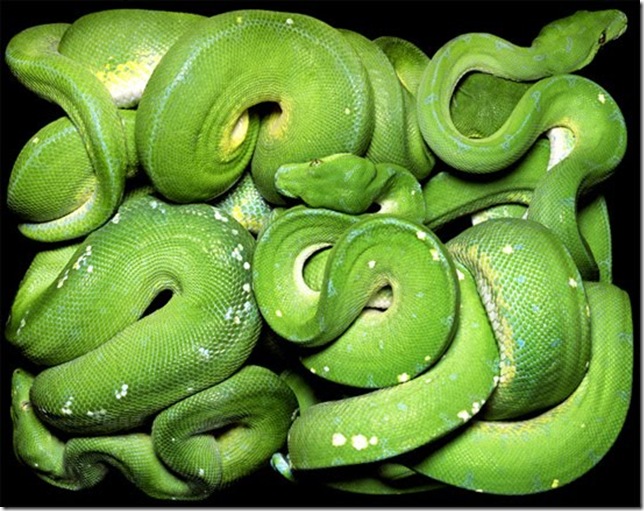 big-green-snake big-green-snake