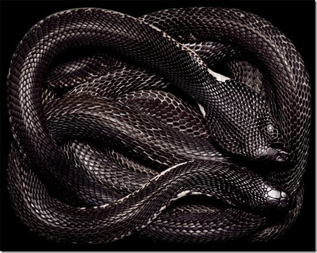 black-cobra black-cobra