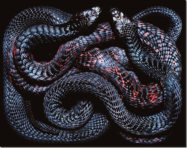 black-snake black-snake
